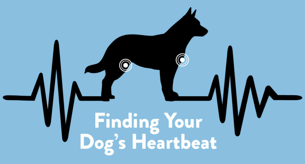 A graphic showing the places you can check your dog's heart rate