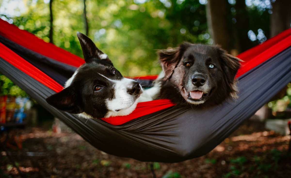 Two dogs laying in a hammock