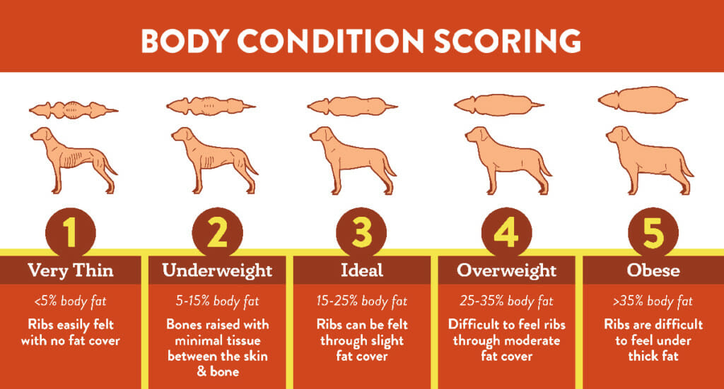 A chart explaining the 5 body condition scores for dogs