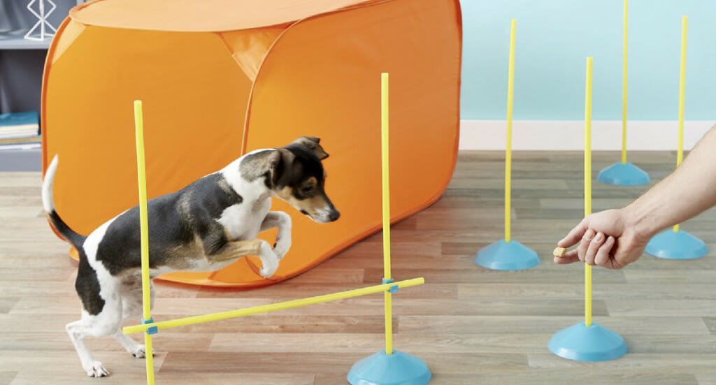 A dog jumps over a high jump from an indoor agility kit