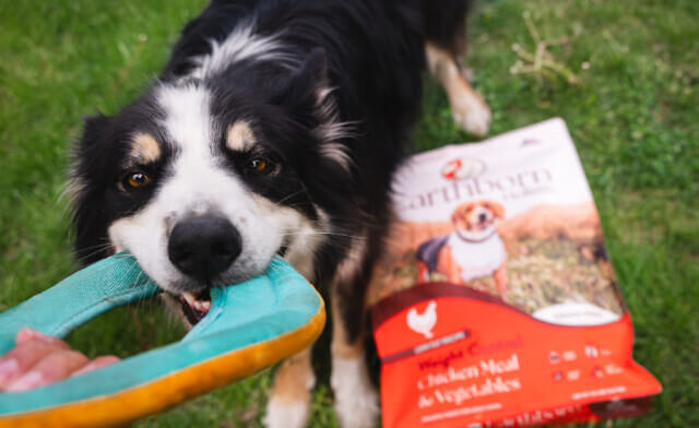 Your Guide to Weight Management Dog Food