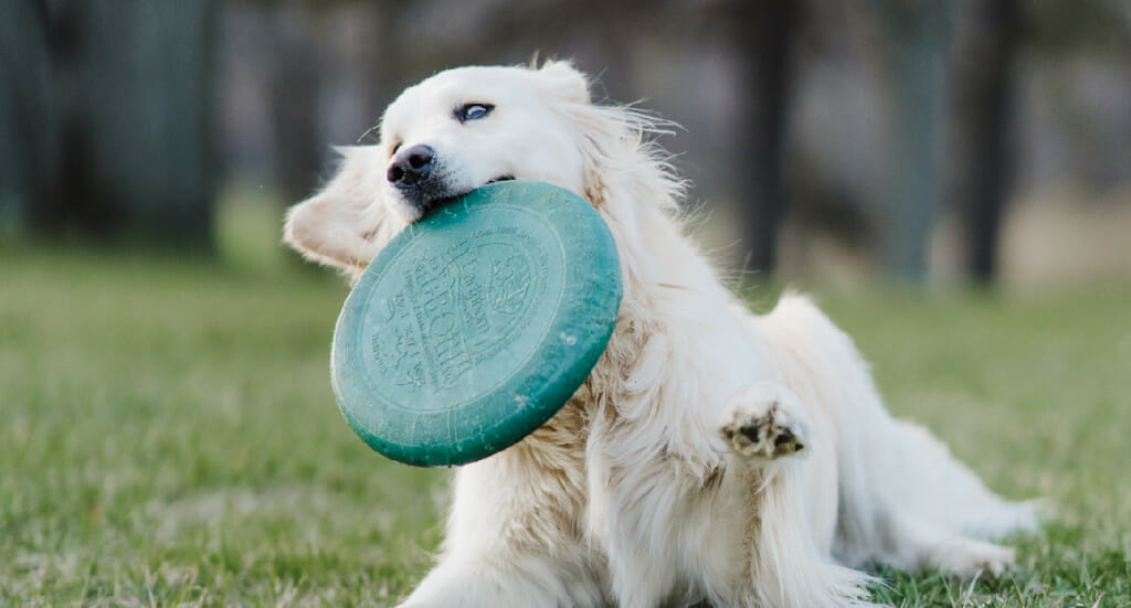 A dog plays with a frisbee