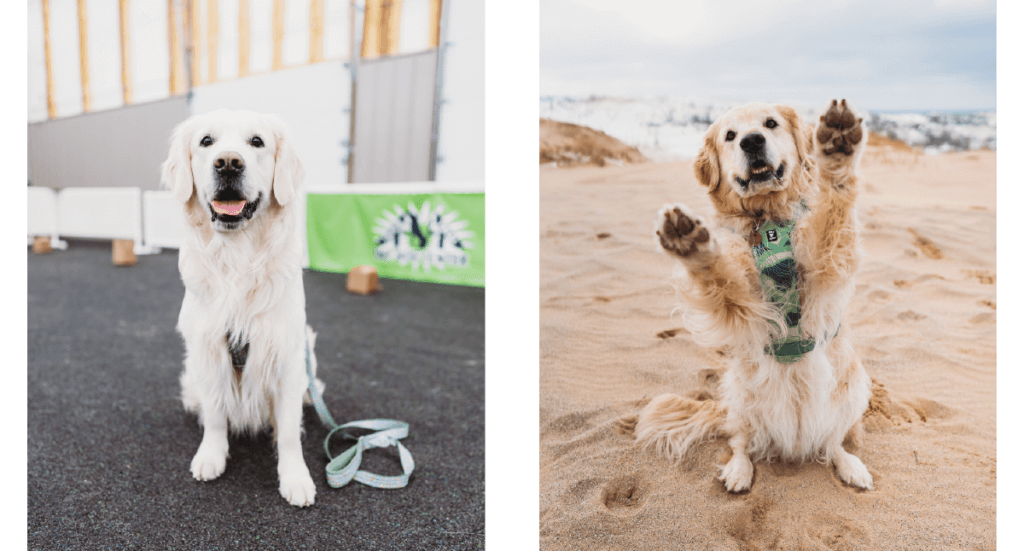 An image of a dog at a training class and another image of a dog doing a "sit pretty" trick