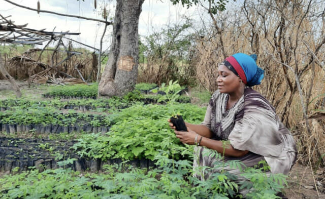 Forest Garden Farmer: Salma Mussa