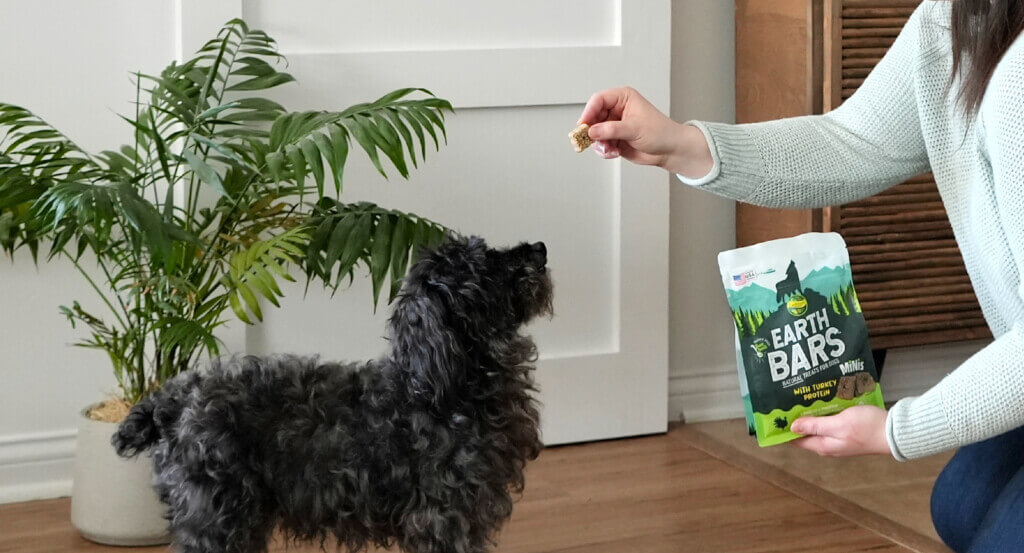 Dog stands as a person hands him a treat