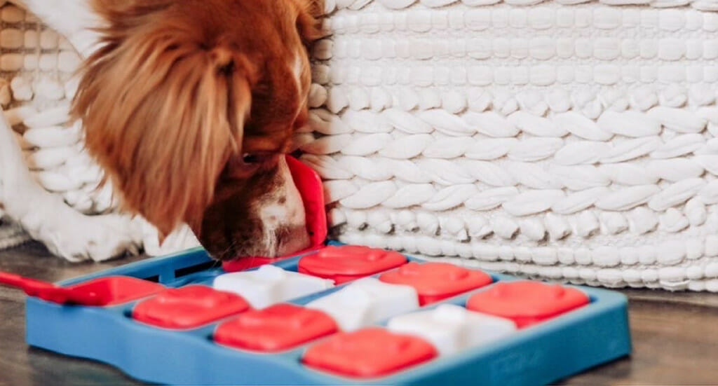 A dog plays with an enrichment puzzle
