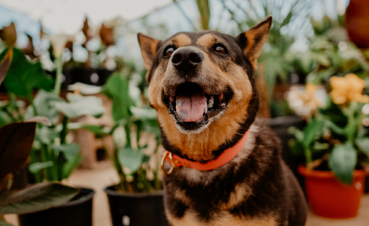 A dog smiles while sitting in a greenhouse
