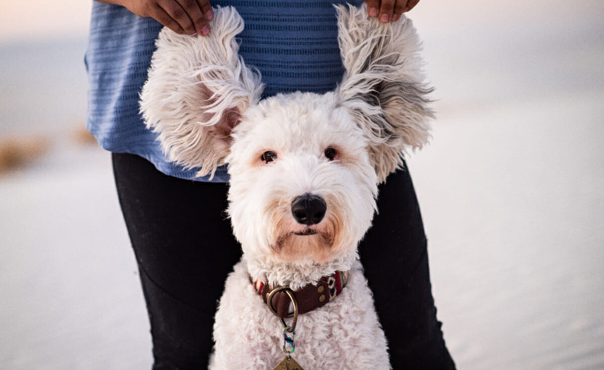 A sheepdog stands in front of his owner as she holds his ears up