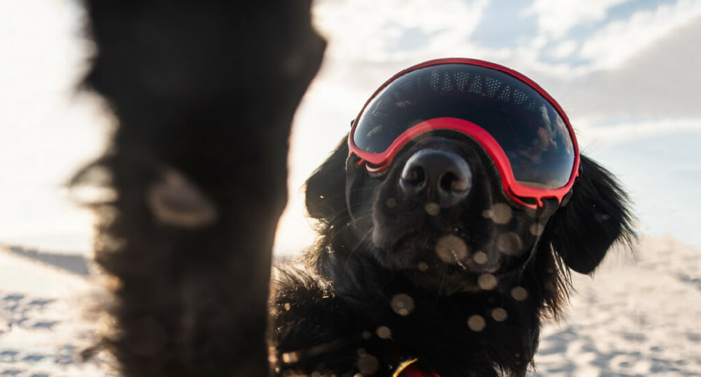 A dog with goggles on paws at the camera