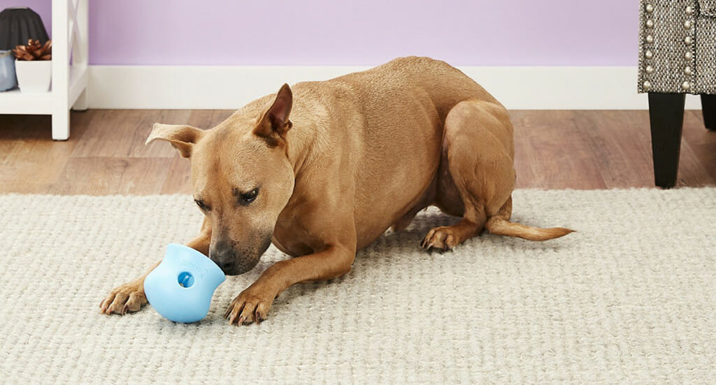 A dog plays with a West Paw Toppl dog toy