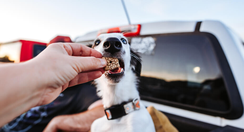 Dog sits in bed of truck while being fed an EarthBar Mini