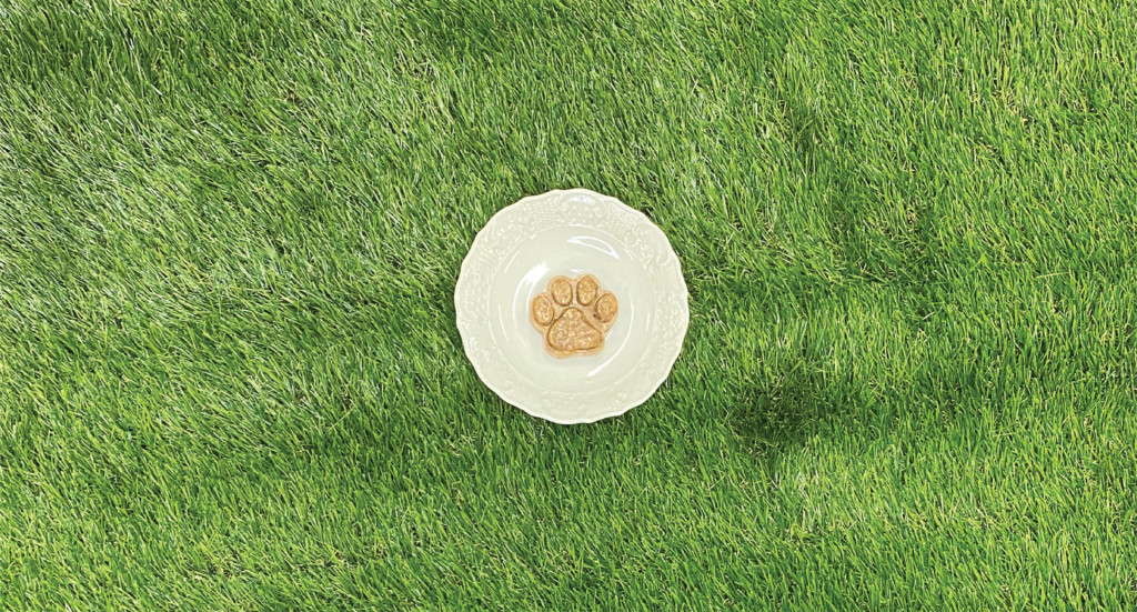 A frozen cat treat shaped like a paw on a plate