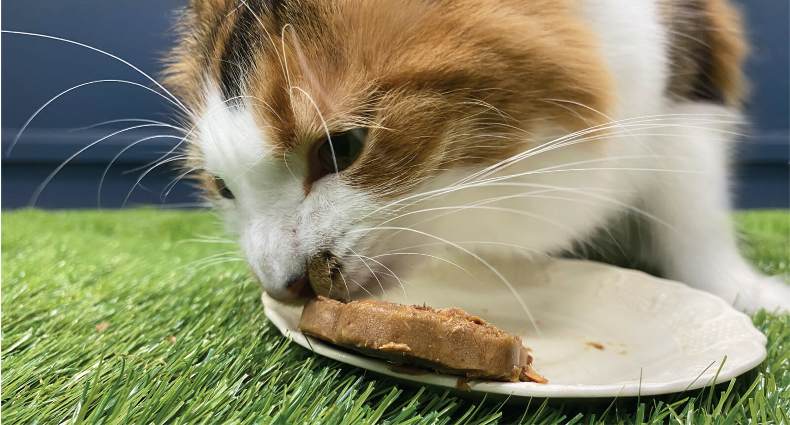 A cat licks a frozen cat treat off a plate