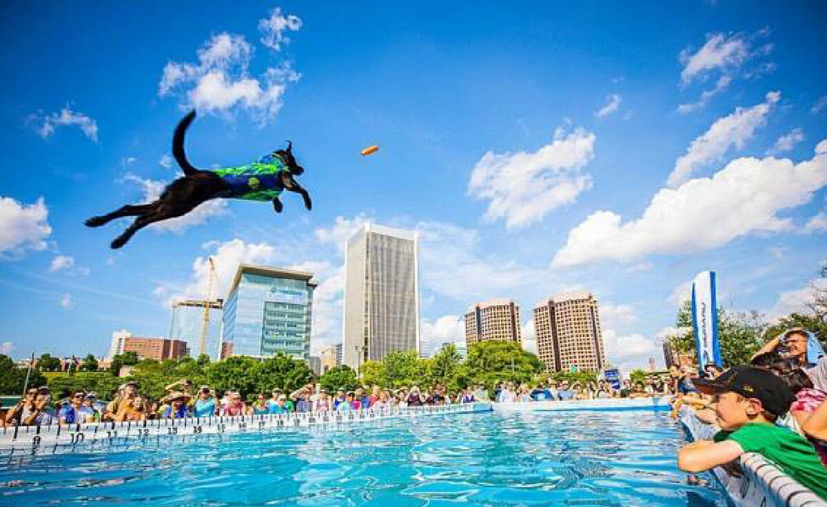 Storie, a famous dock-diving dog, makes a jump into a dock diving pool with a crowd watching
