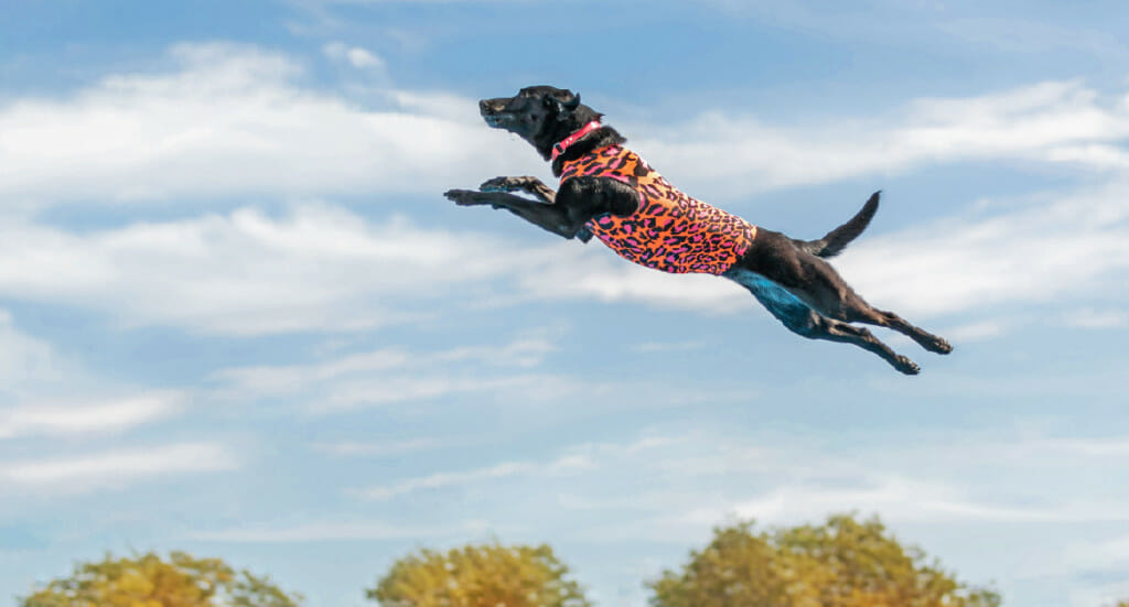 Dock diving dog Storie soars through the air in a leopard print wetsuit