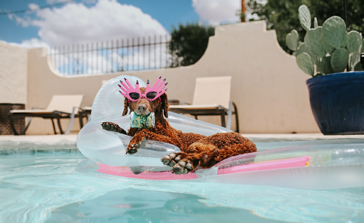 A dog lays on a pool float with pink sunglasses on and a can of Earthborn Holistic K95 in its mouth