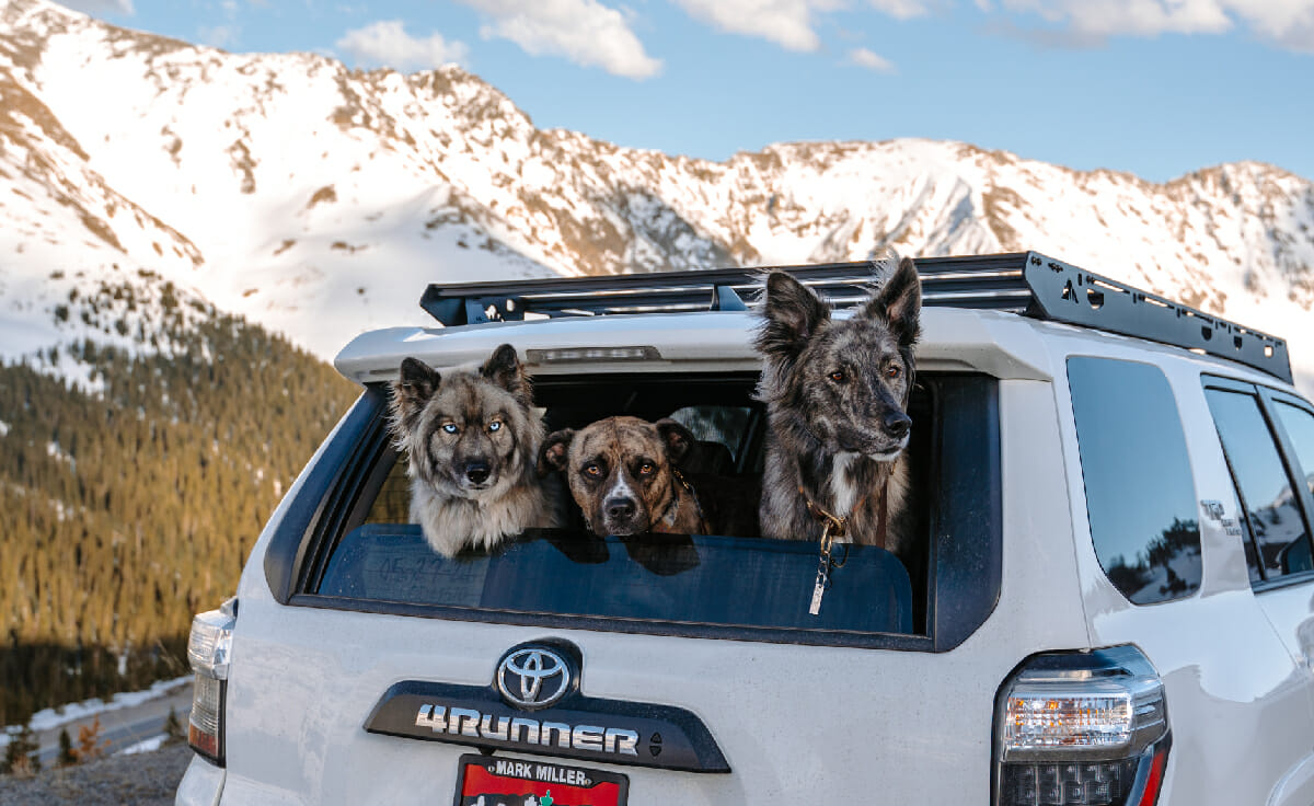 Three dogs stick their heads out the back window of an SUV parked in front of a mountain range
