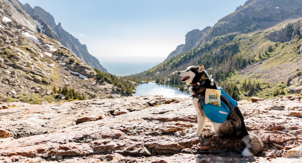 Dog sits in mountain valley with a bag of teats in vest