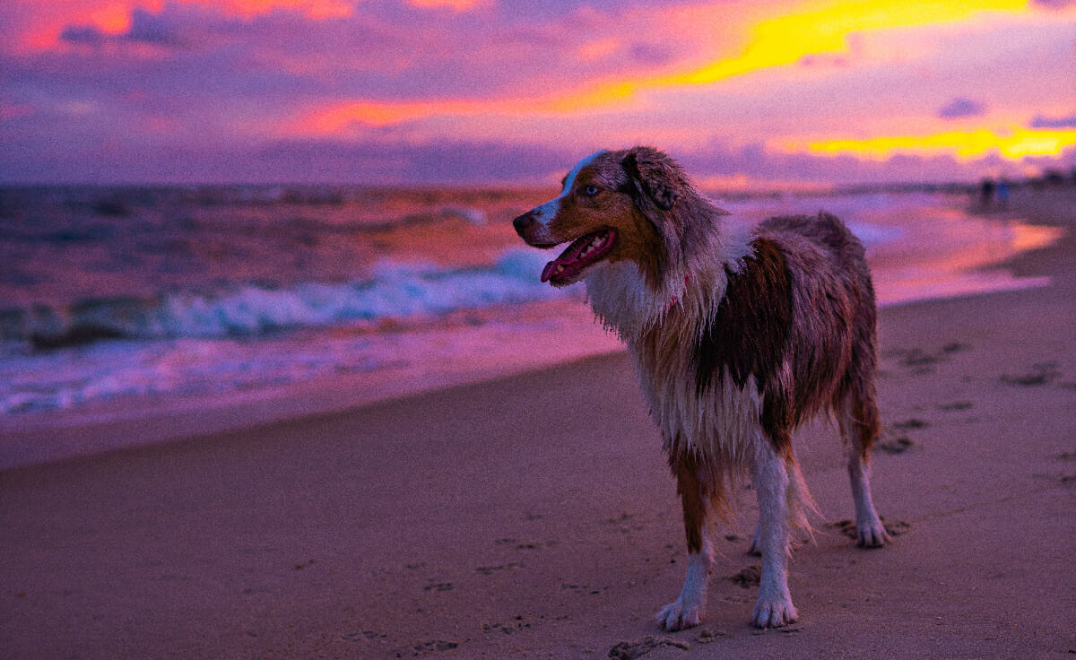 An aussie dog stands on a beach in front of a beautiful pink and purple sunset