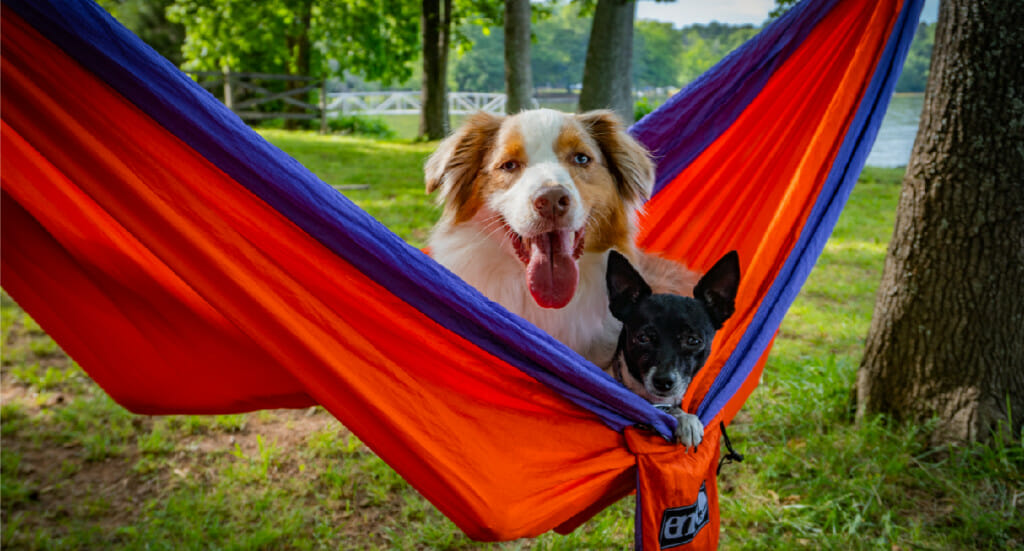 Two dogs lay together in a red hammock