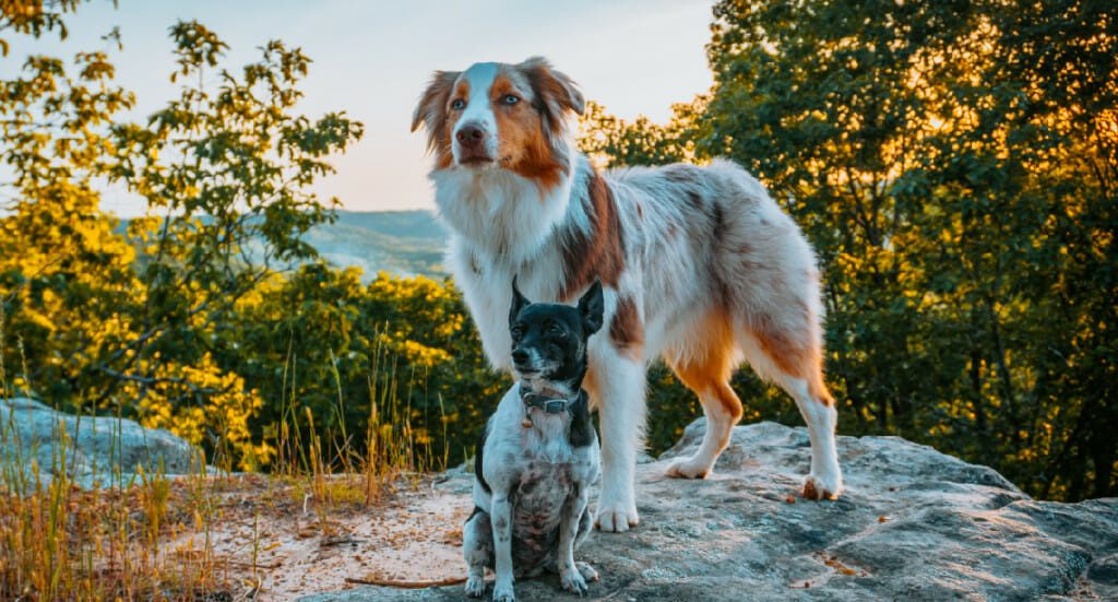 Two dogs--one aussie and one small mixed breed--stand together at a mountain lookout point