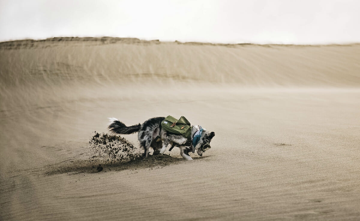 A dog digs in the sand with a desert background