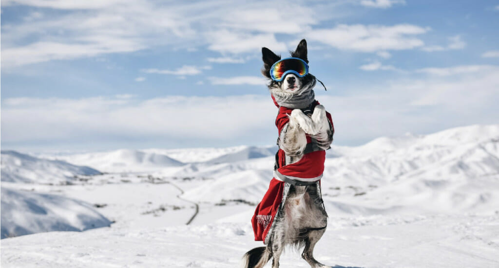 A dog stands in the snow on his hind legs wearing googles and a red Hurtta Extreme Warmer