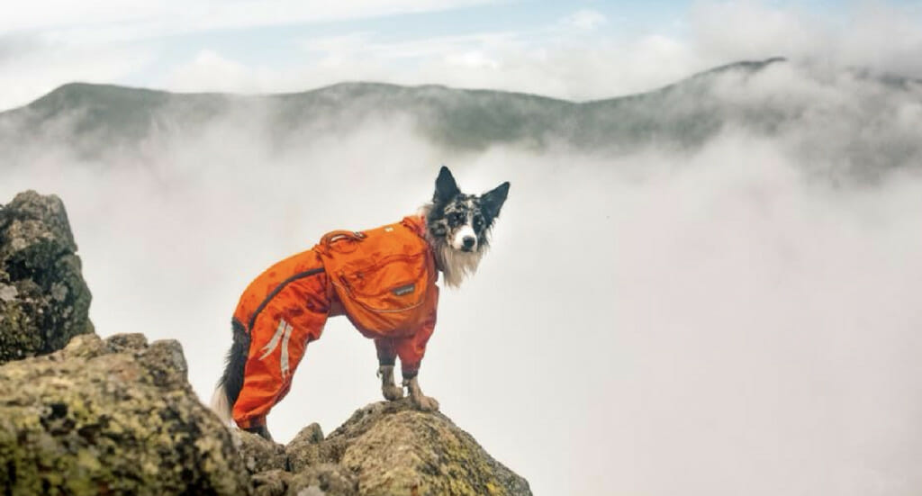 A dog stands on a foggy lookout point wearing a Hurtta Slush Combat Suit