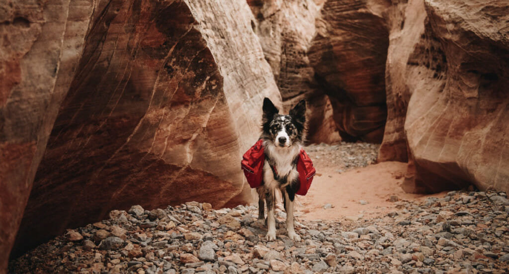 A dog stands in a canyon wearing a red Ruffwear Palisades backpack