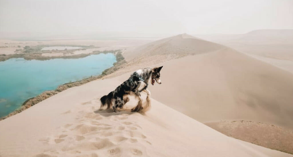 A dog romps around in the sand wearing a Kurgo Journey Air Harness