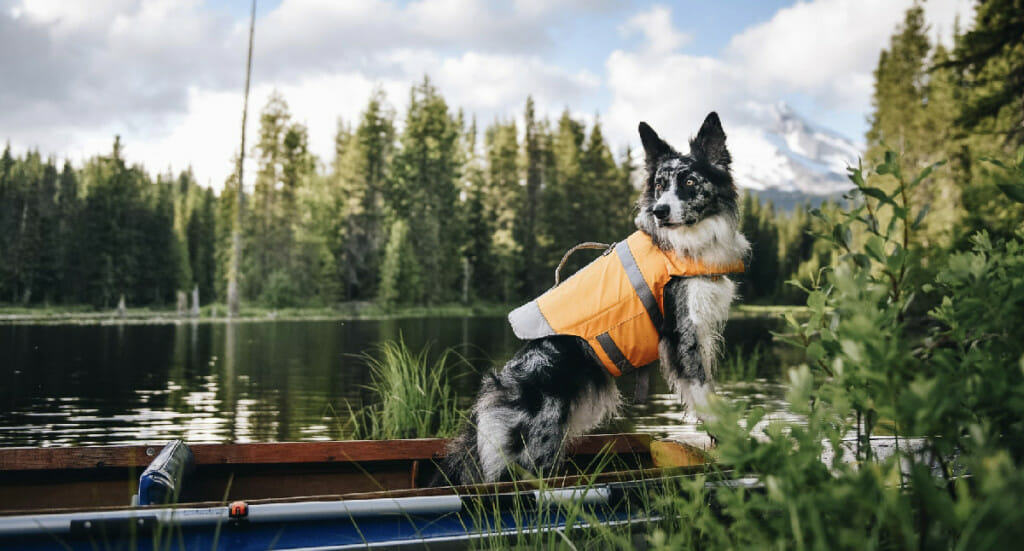 A dog stands on the edge of a boat wearing a Hurtta Life Savior life jacket