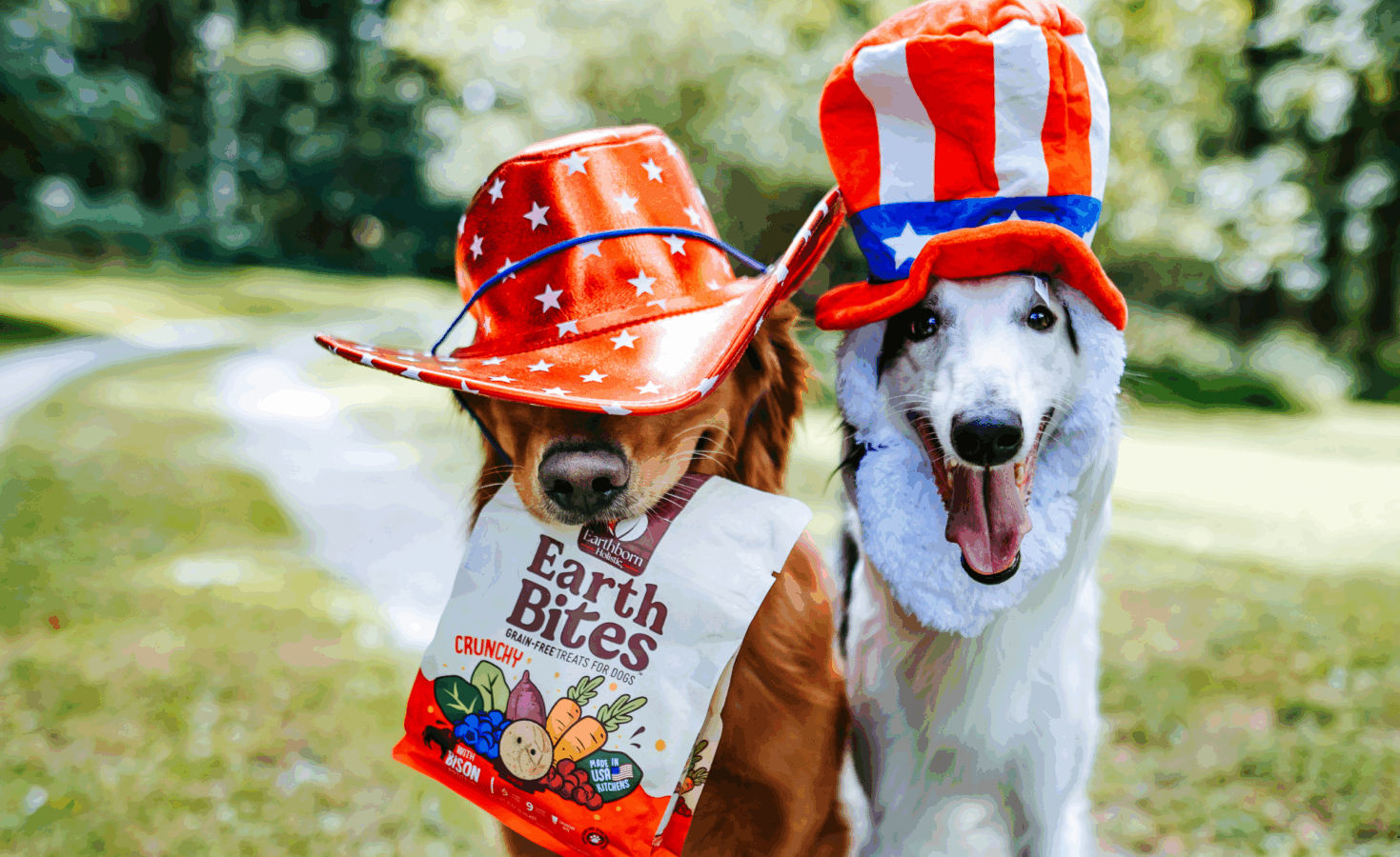 2 dogs wearing Americana hats holding a bag of treats in mouth