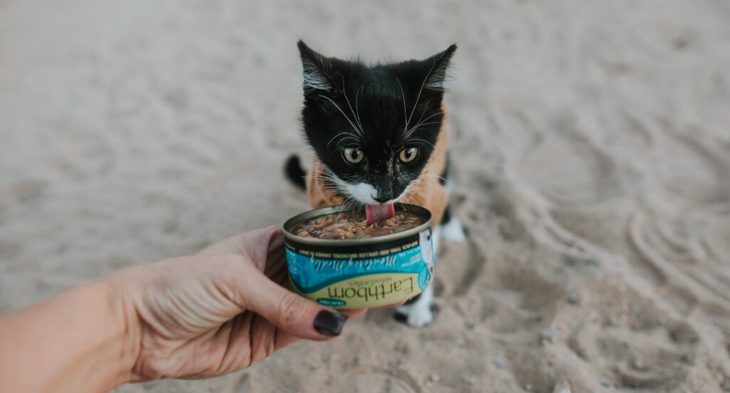 A kitten licks out of a can of Earthborn Holistic Monterey Medley kitten food