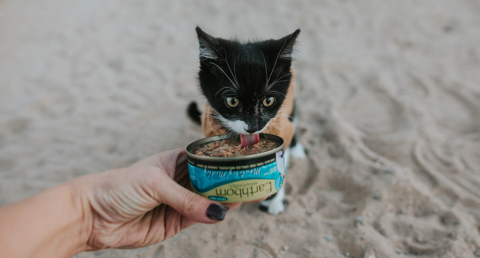How to Choose the Best Kitten Food | Earthborn Holistic Pet Food