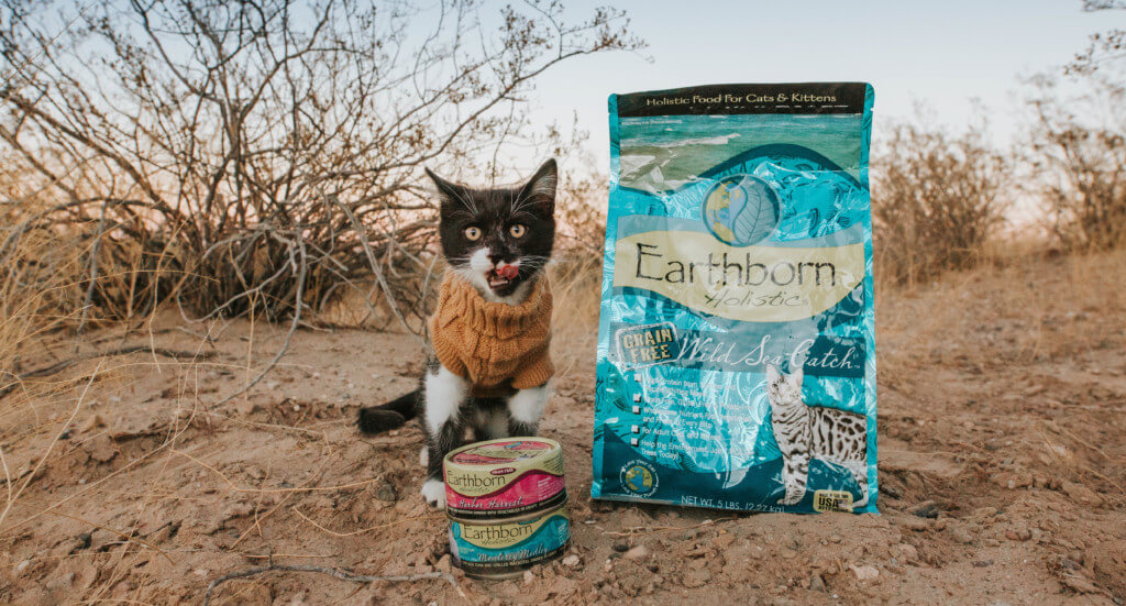 A small kitten stands next to a bag of Wild Sea Catch kitten food and two cans of Earthborn Holistic wet kitten food