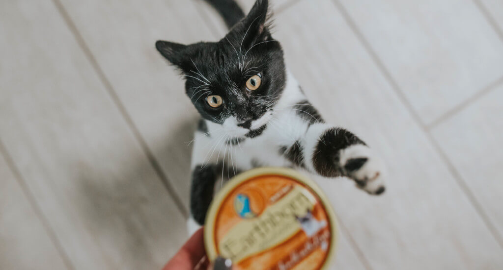 A kitten reaches up at a can of Earthborn Holistic Chicken Jumble wet kitten food