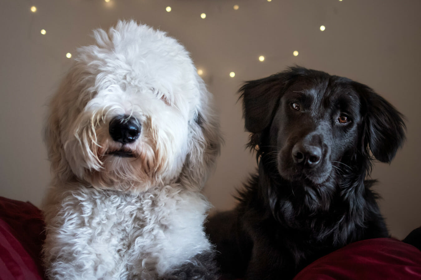 Two dogs, a sheepdog mix and a border collie mix, lay together indoors