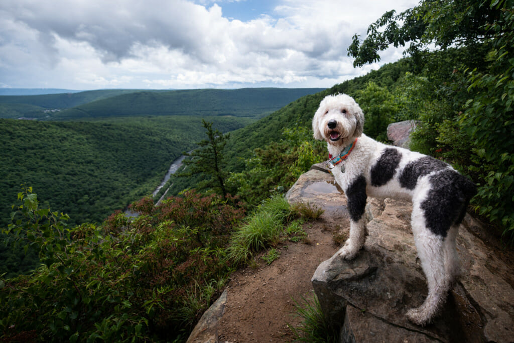 A dog stands on the edge of a pretty trail overlook