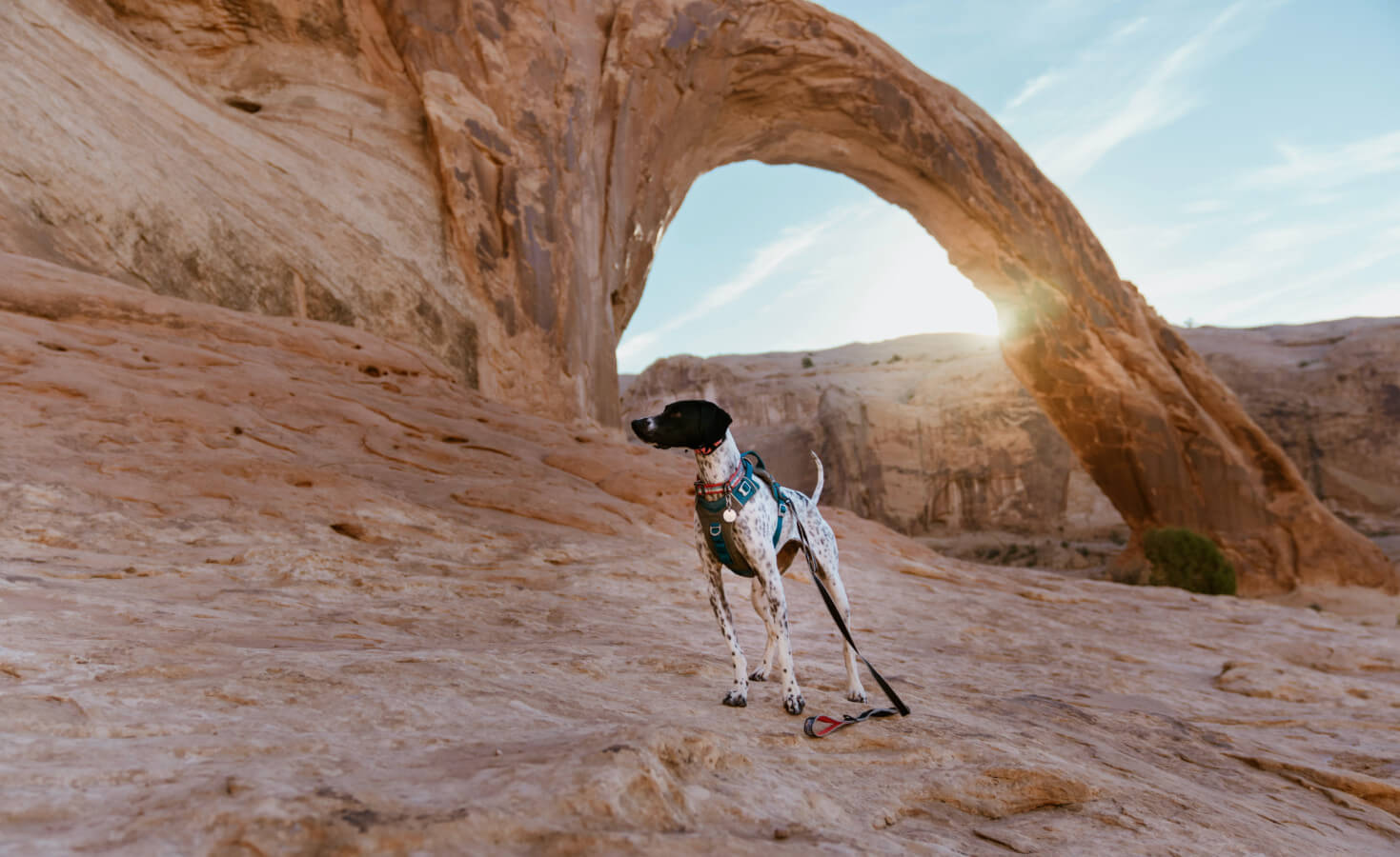 A dog stands in front of the Corona Arch in Utah