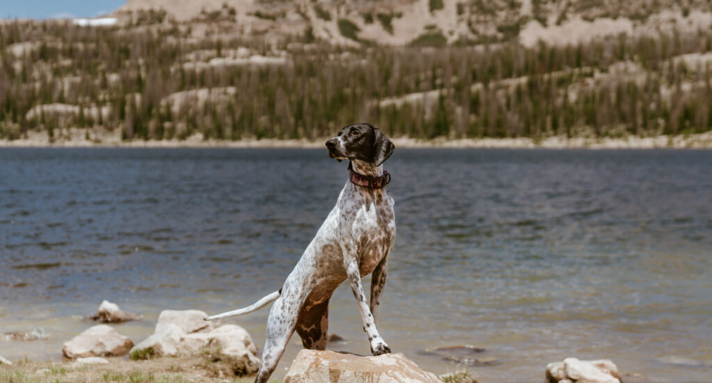 A dog perches on a rock in front of Wall Lake, Utah