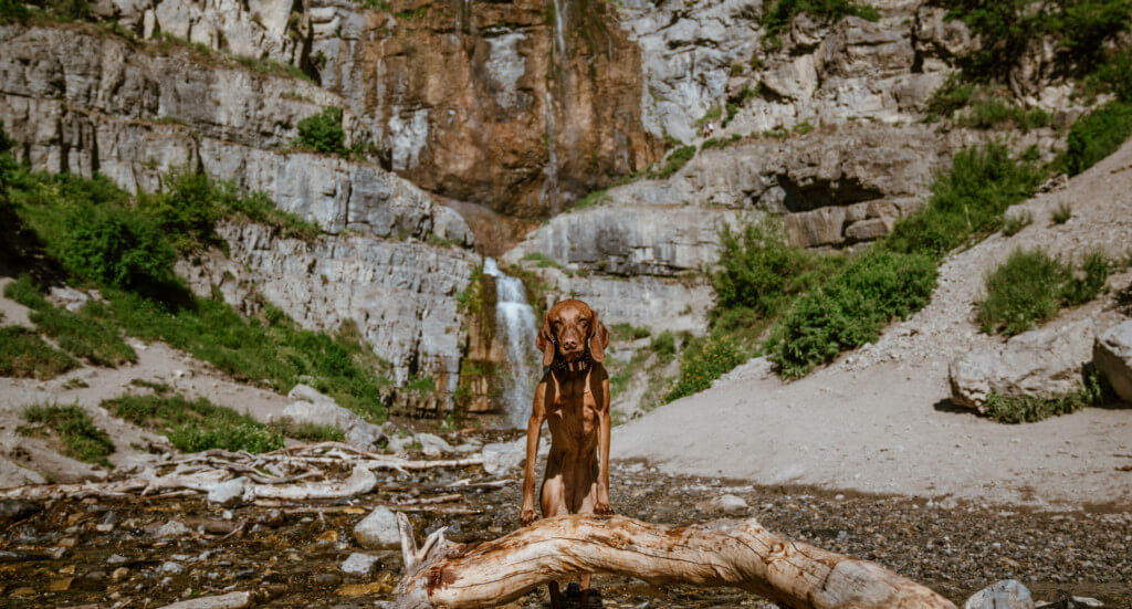 A dog stands in front of Stewart Falls in Utah