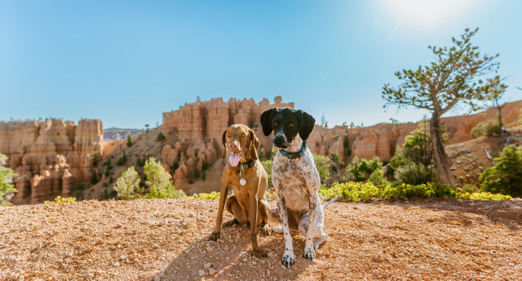 Two dogs sit in front of a view of Golden Wall to Castle Bridge in Utah