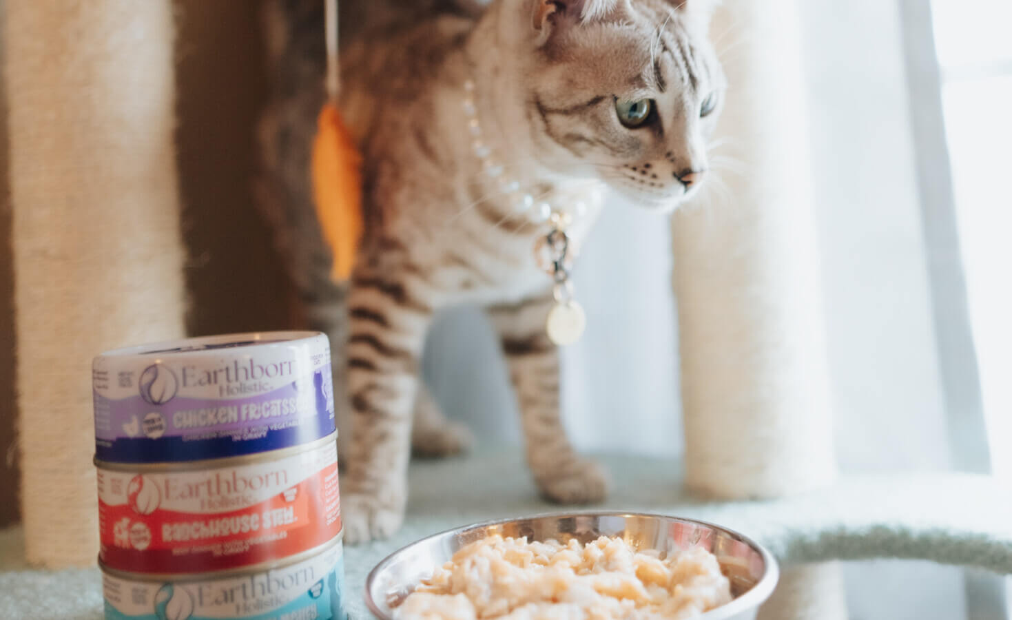 Cat stands behind bowl of wet food and next to stack of wet cat food cans