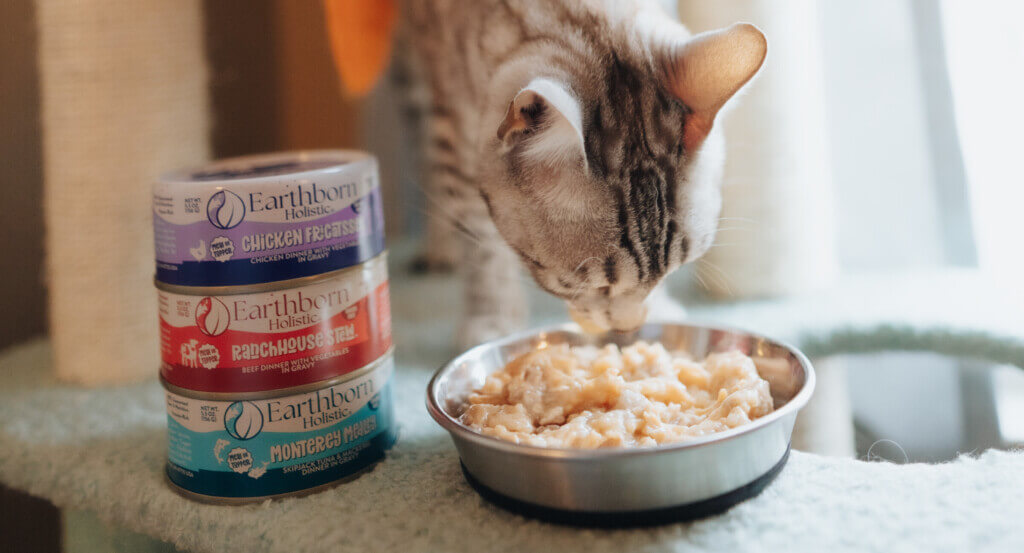 cat eats wet food out of bowl next to stack of wet cat food cans
