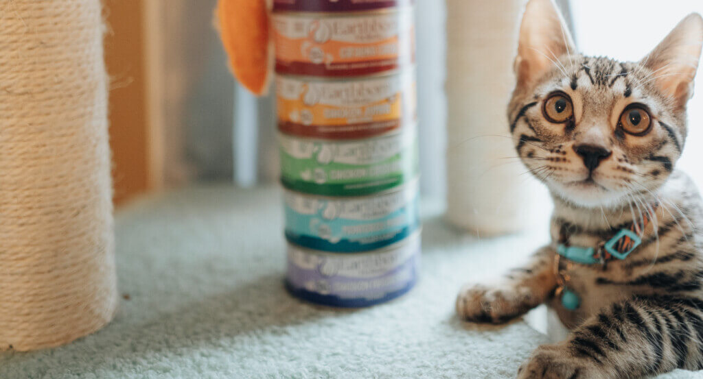 Cat lays next to stack of wet cat food cans
