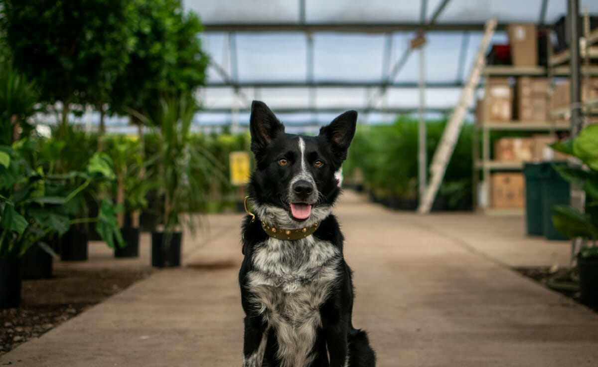 A dog sits in a walkway inside a greenhouse