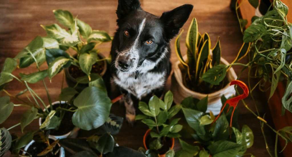 A dog sits surrounded by a variety of houseplants