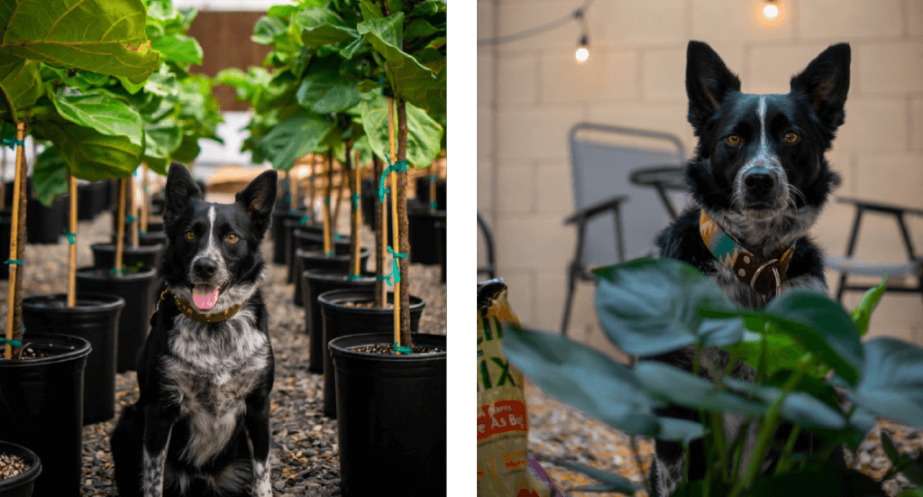 Two images- In the first a dog sits in a row of plants at a greenhouse. In the second, the same dog sits in a backyard surrounded by plants