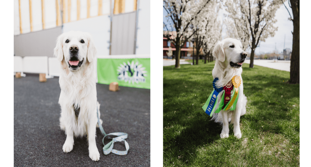 Two images-one of a dog sitting in a class and the second with competition ribbons around his neck