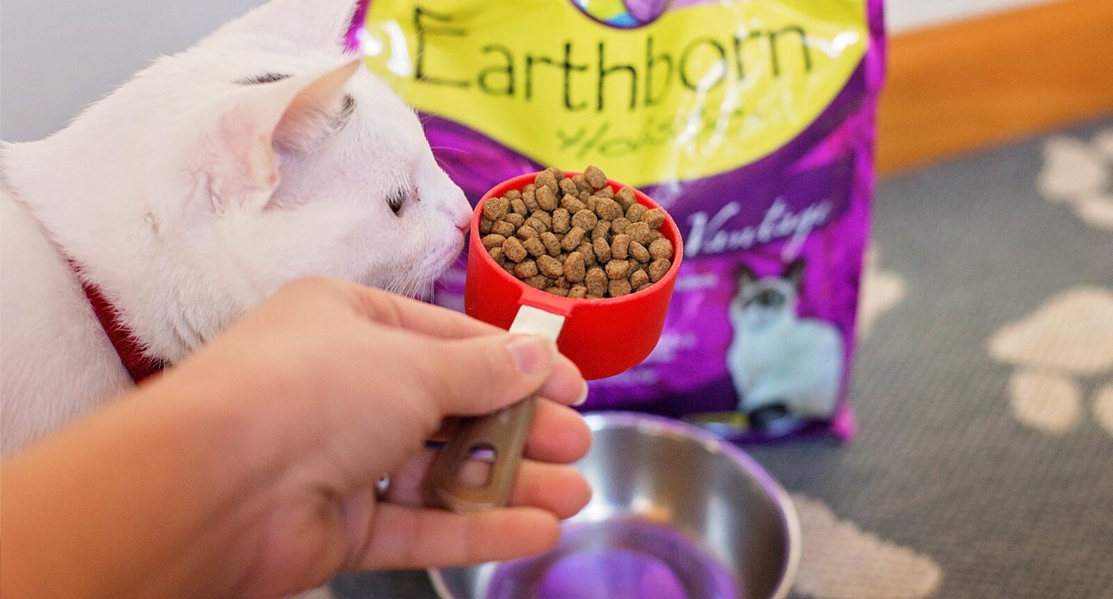The Best Cat Nutrition for Your Feline Friend Earthborn Holistic Pet Food